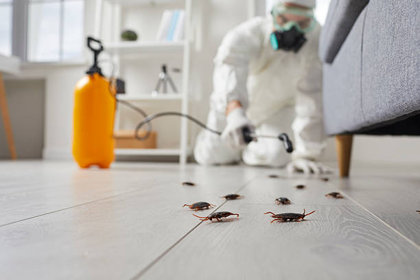 Post-Treatment Bed Bug Interceptor Monitoring in Madison Center